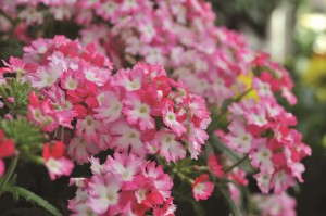 Verbena 'RED FOX Wicked Wicked Hot Pink' from Dümmen