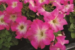 'Limbo GP Rose Morn'  from Hem Genetics