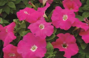 Petunia 'Mambo GP Pink' from Hem Genetics
