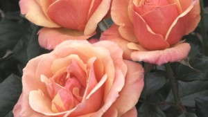 Weeks Roses To Breed New Rose Varieties Inspired By Downton Abbey