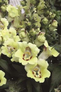 <i>Antirrhinum</i> 'Antirinca Yellow Maroon' from Cohen