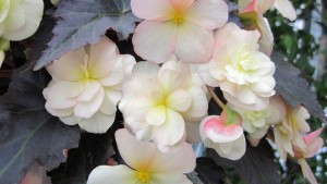 <i>Begonia</i> ‘Silhouette Lemon Rose’ Doubles The Bloom Of Traditional Non-Stop Begonias
