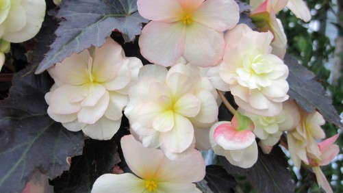 <i>Begonia</i> ‘Silhouette Lemon Rose’ Doubles The Bloom Of Traditional Non-Stop Begonias