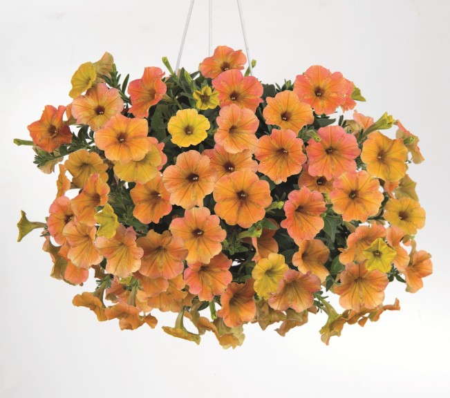 Petunia 'Cascadias Indian Summer' from Danziger