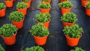 Northern Ohio Nursery Industry Enjoying Strong Fall Sales