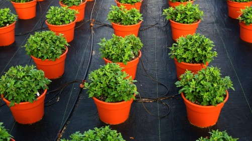 Northern Ohio Nursery Industry Enjoying Strong Fall Sales