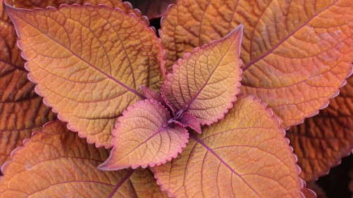 Next Generation Coleus Offers Production Advantages