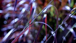 Emerald Coast Growers Introduces <i>Andropogon</i> ‘Rain Dance’ And ‘Red October’