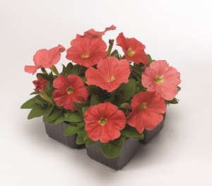 Petunia 'Damask Salmon' from Syngenta/Goldsmith Seeds
