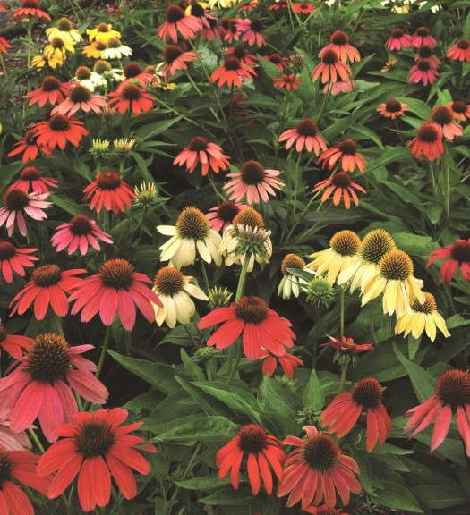 Echinacea 'Cheyenne Spirit' from Kieft Seed