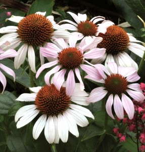 Echinacea 'Rosita' from Terra Nova