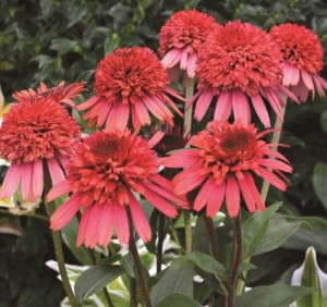 Echinacea 'Supreme Flamingo' from Blooms of Bressingham