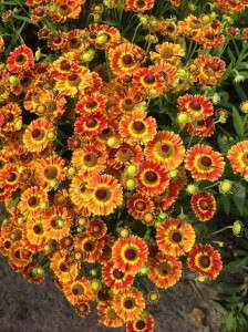 Helenium 'Mariachi Fuego' from Plants Nouveau