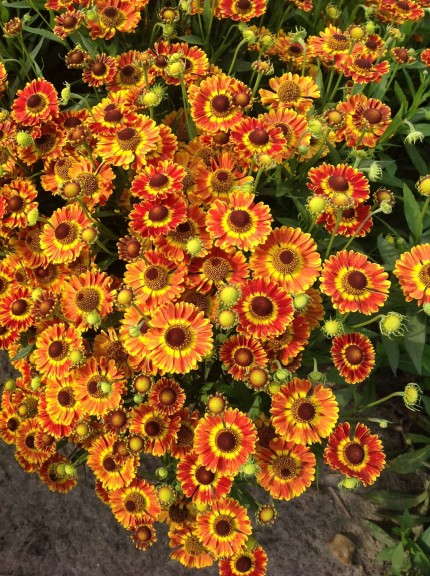 Helenium 'Mariachi Fuego' from Plants Nouveau