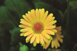 Gerbera 'Drakensburg Daisy Gold' from Cultivaris