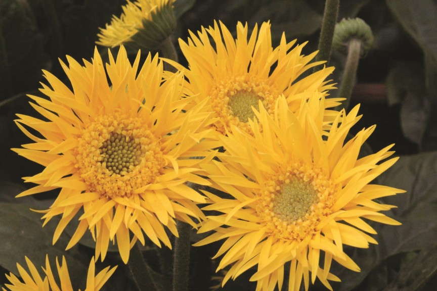 Gerbera 'Garvinea Charlotte' from Florist Holland