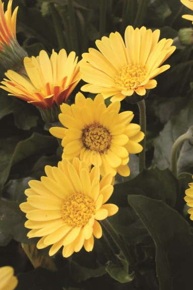 Gerbera 'Garvinea Cinderella' from Florist Holland