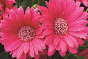 Gerbera 'Garvinea Sweet Dreams' from Florist Holland