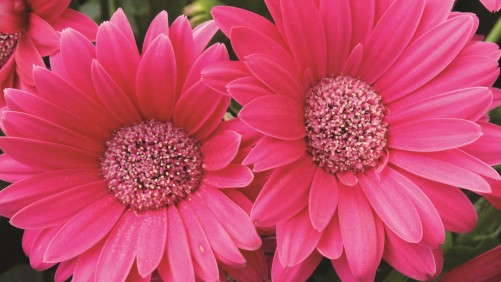 7 New Gerbera To Consider For 2014