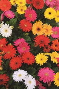 Gerbera Mega Revolution Select Mixture from Kieft Seed