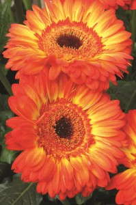 Gerbera 'Patio Volcano'  from Florist Holland