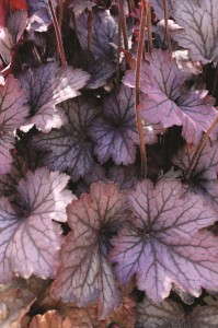 Heuchera 'Carnival Rose Granita' from Ball Horticultural/Darwin Plants