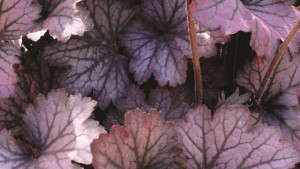 5 New Heucheras And Heucherellas For 2014