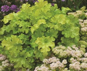 Heuchera 'Lime Ruffles' from Terra Nova Nurseries