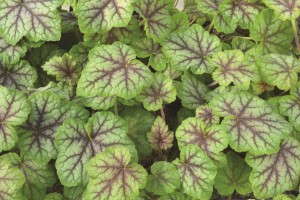 Heucherella 'Glacier Falls' from Terra Nova Nurseries