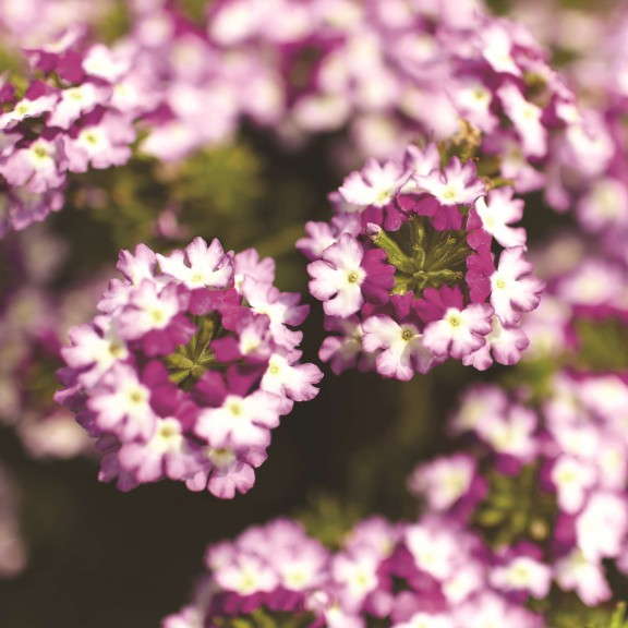 Verbena 'Lanai Twister Purple' from Syngenta/Goldfisch