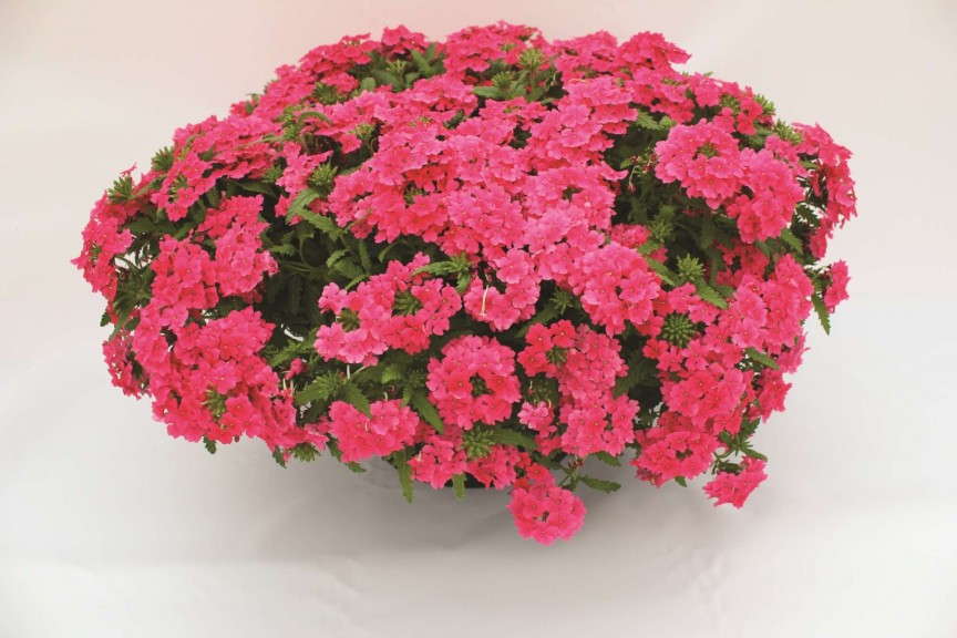 Verbena 'Lindolena Hot Pink' from Dümmen/Fides Oro