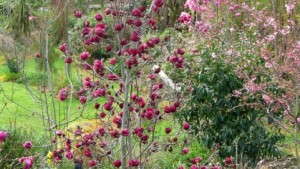 Magnolia ‘Genie’ Is New Small Cultivar From PlantHaven