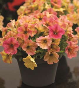 Petunia 'Crazytunia Terracotta' from Westflowers