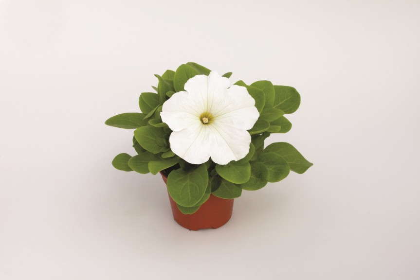 Petunia 'Espresso Grande White' from Floranova