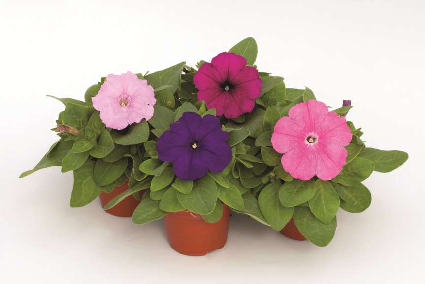 Petunia 'Espresso Grande Mixed' from Floranova