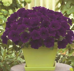 Petunia F1 'Trilogy Blue' from American Takii