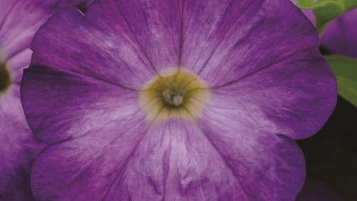 18 New Petunias To Add For 2014