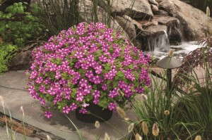 Petunia 'Mini Blast Rose' from Sakata 