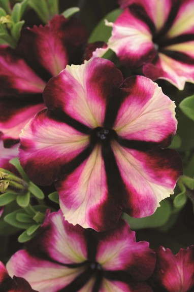 Petunia 'Rose-and-Shine' from BallFloraPlant