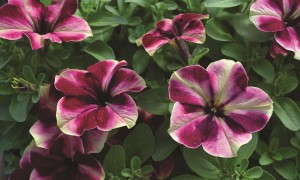 Petunia 'Raspberry Superstar' from HGTV HOME Plant Collection