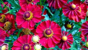Plants Nouveau’s Helenium Mariachi Series Offers Bold New Colors