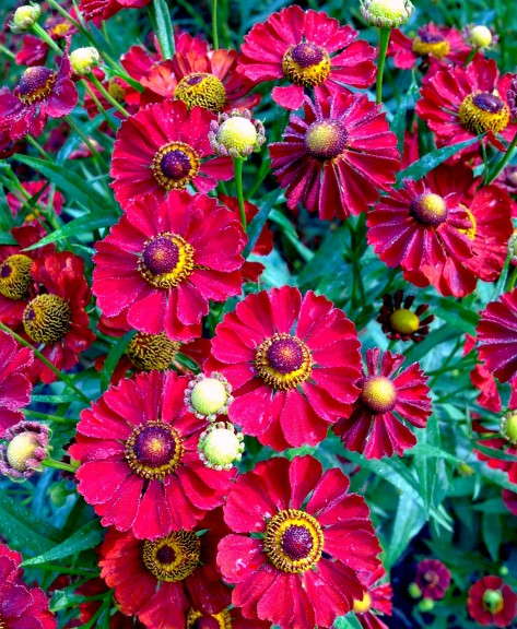 Helenium 'Mariachi Siesta' from Plants Nouveau