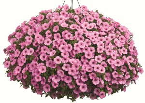 Petunia 'Supertunia Flamingo' from Proven Winners