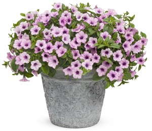 Petunia 'Supertunia Orchid Charm' from Proven Winners