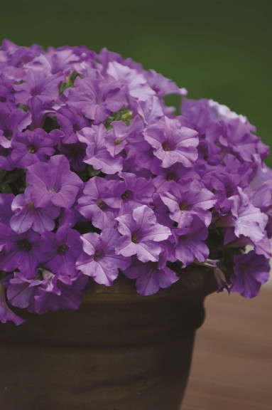 Petunia 'Surfinia Heavenly Blue' from Suntory