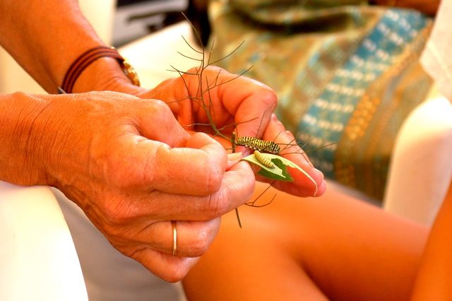 Caterpillars At Natureworks