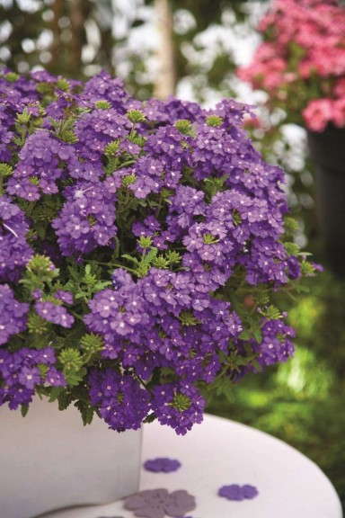 Verbena 'Estrella UP Blueberry' from Westflowers