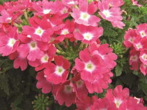 Verbena 'Eye Candy Perky Pink' from Hort Couture