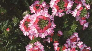 New Verbena For 2014