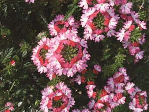 Verbena 'Hurricane Hot Pink' from Westflowers